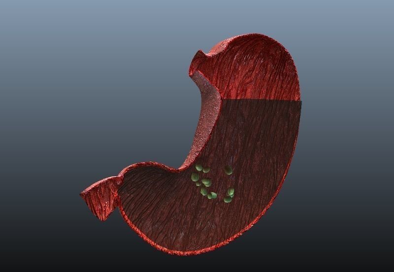 Cross Section Human Stomach Low-poly 3D model_9