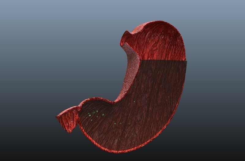 Cross Section Human Stomach Low-poly 3D model_8