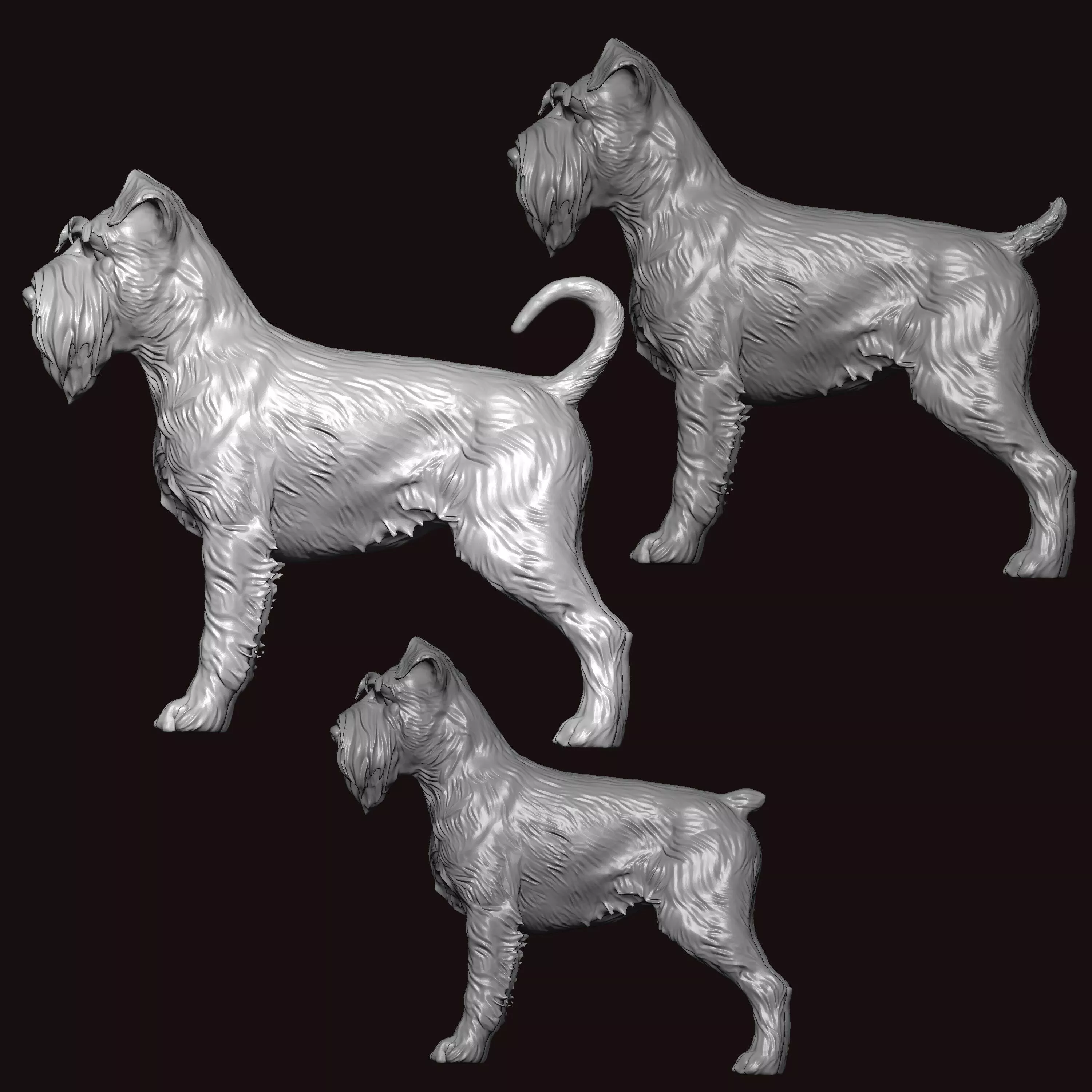 Miniature Schnauzer Dog 3D print model