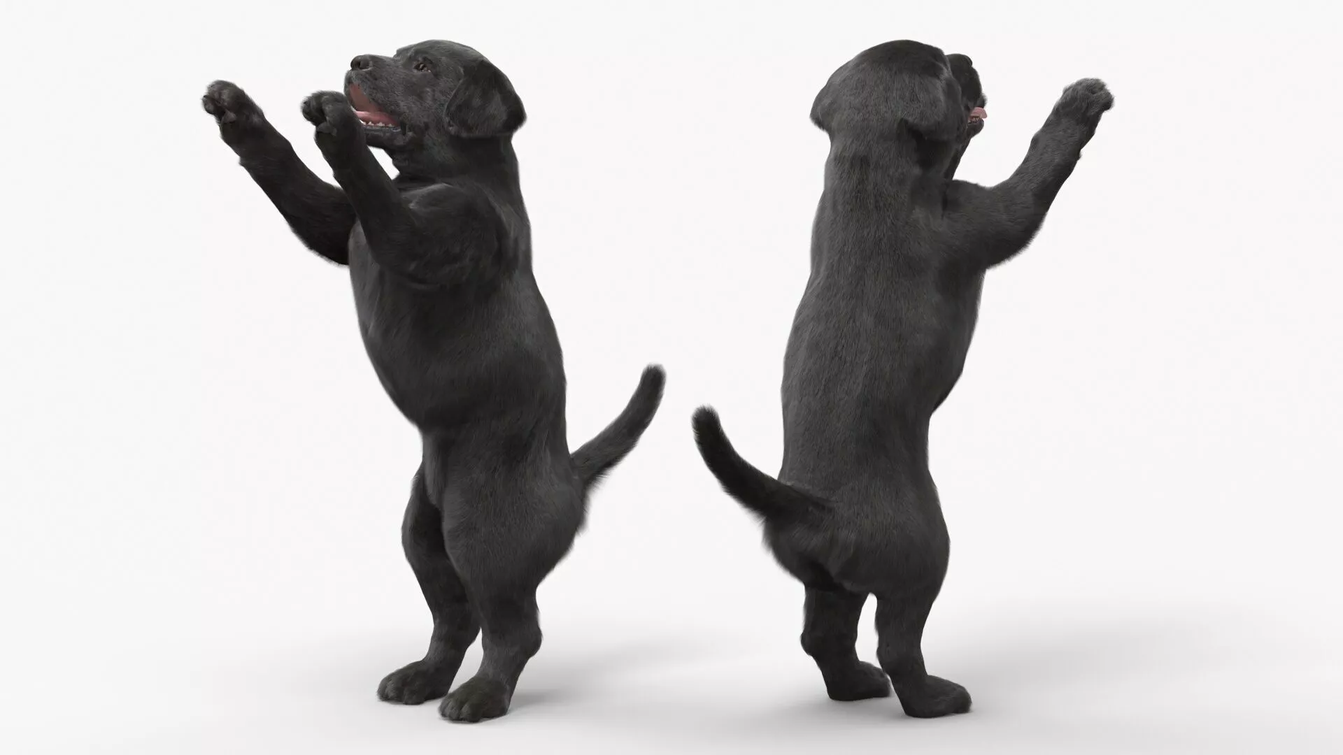 Black Labrador Puppy in Playful Standing Pose Fur 3D model