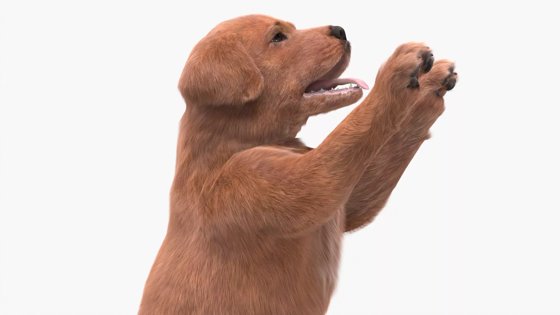 Playful Brown Labrador Puppy Standing Fur 3D model