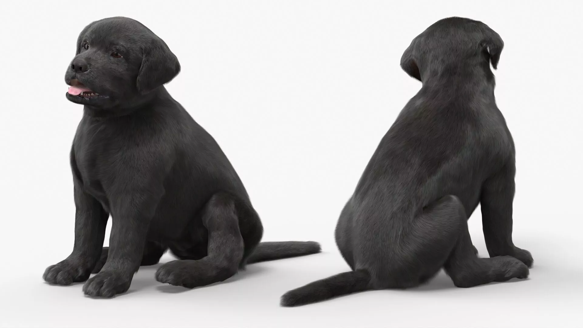Labrador Retriever Puppy Black Sitting Pose Fur 3D model