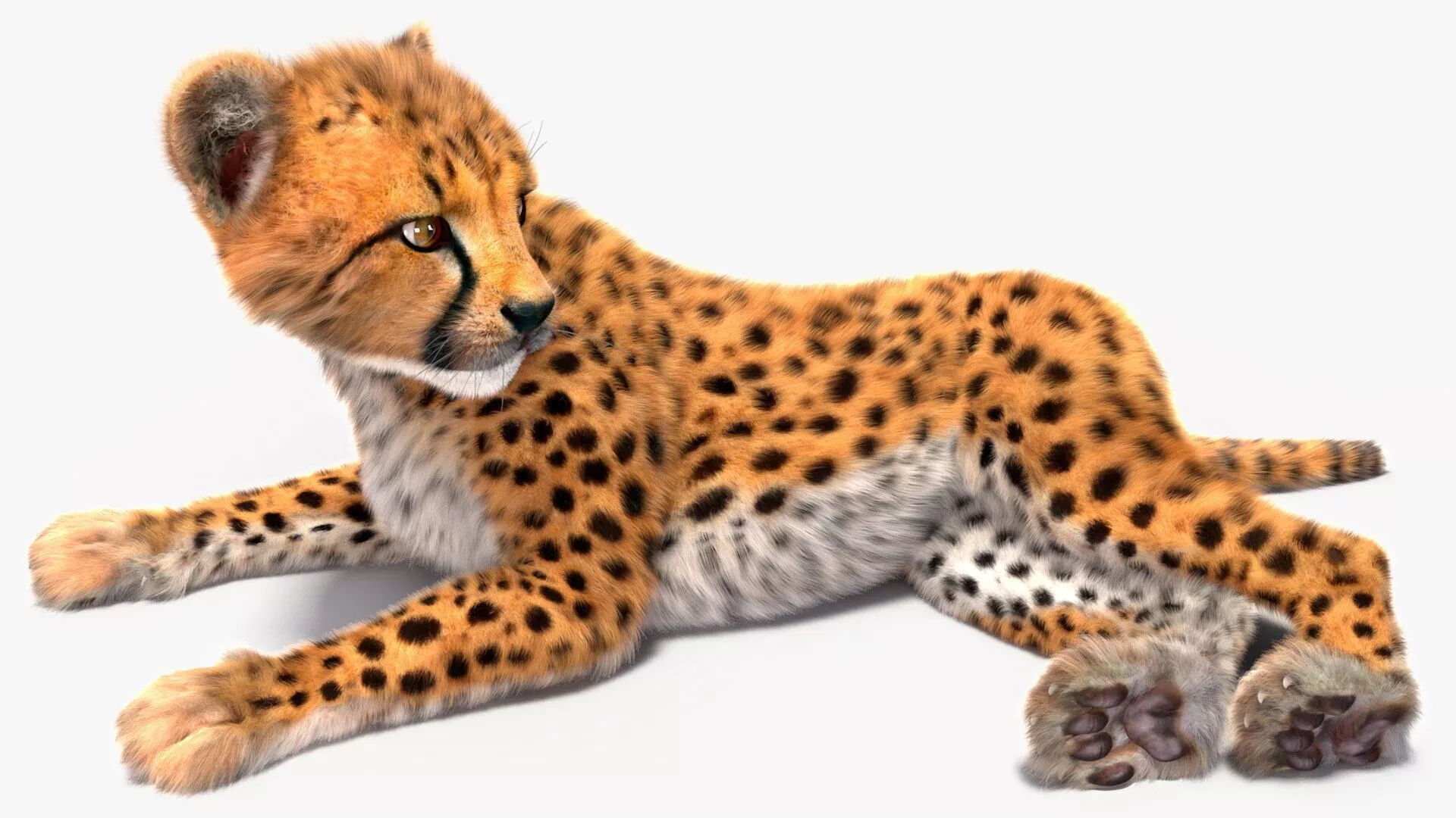 Cheetah Cub Fur for Maya Rigged 3D model