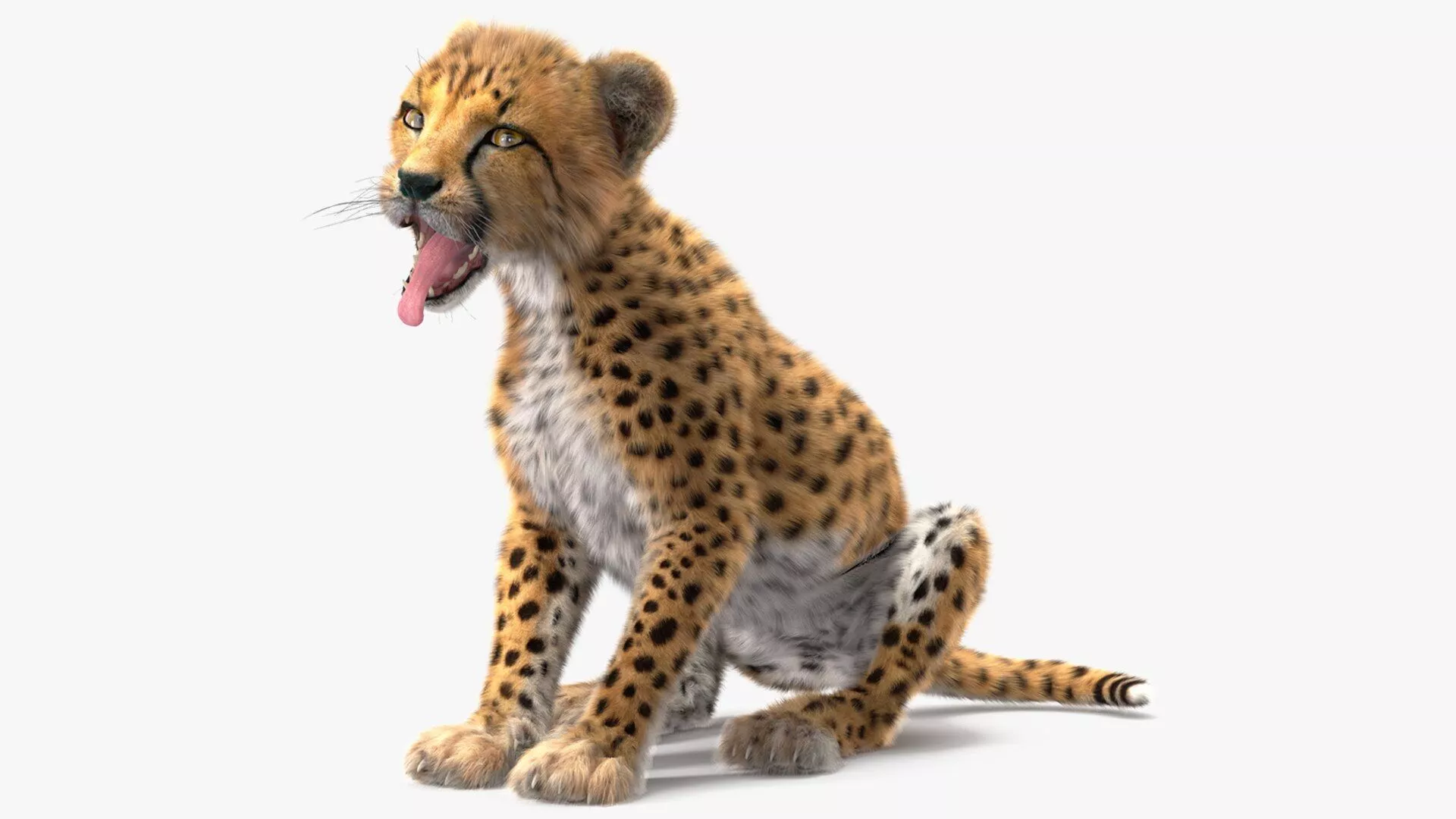 Cheetah Cub Fur for Cinema 4D Rigged 3D model