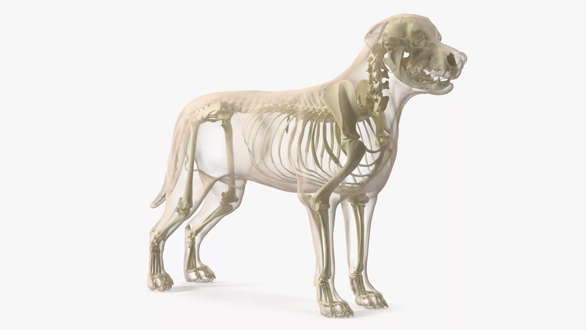Dog Skeleton Anatomy with Translucent Shell Rigged 3D model
