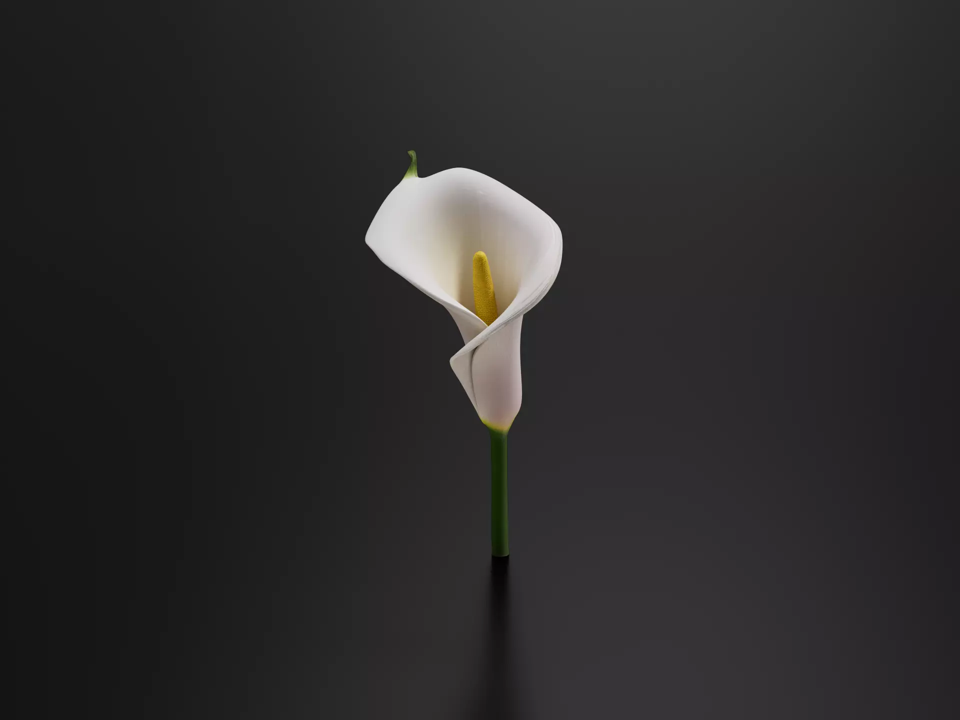 lily flower 03 3D print model