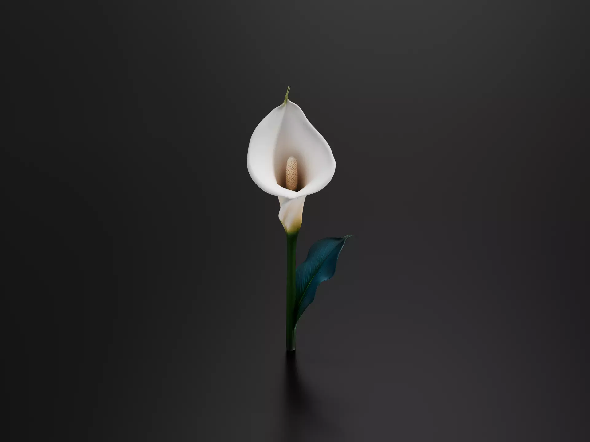 lily flower 04 3D print model