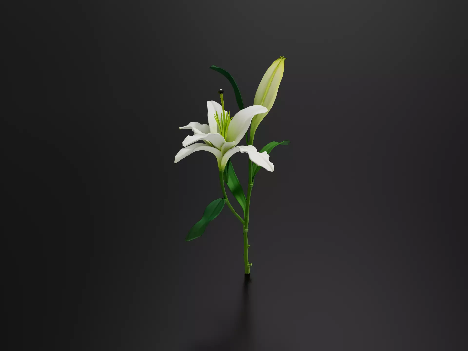 LILY ORIENTAL WHITE 3D print model