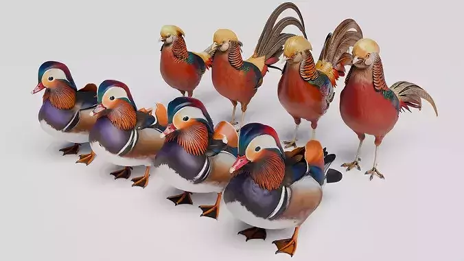 Mandarin Duck and Golden Pheasant Bird Collection