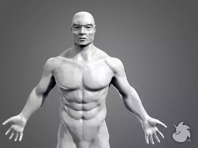 Muscular Base Mesh