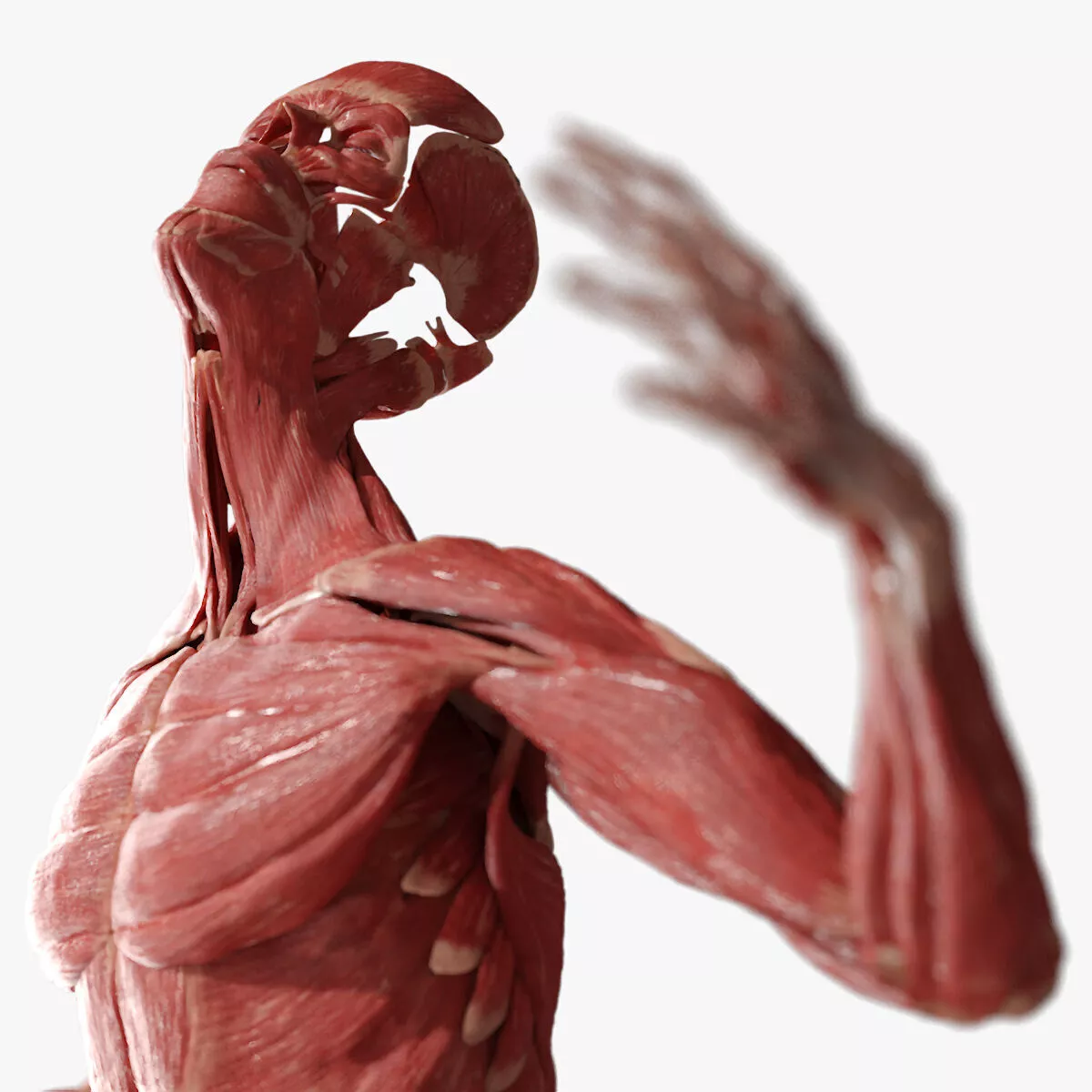 Muscular System Male Anatomy Rigged 3D model
