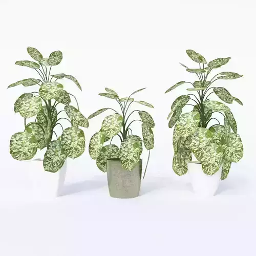 Dieffenbachia- Dumb Cane Plant 3D model