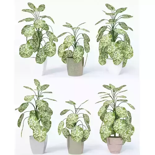 Dieffenbachia- Dumb Cane Plant