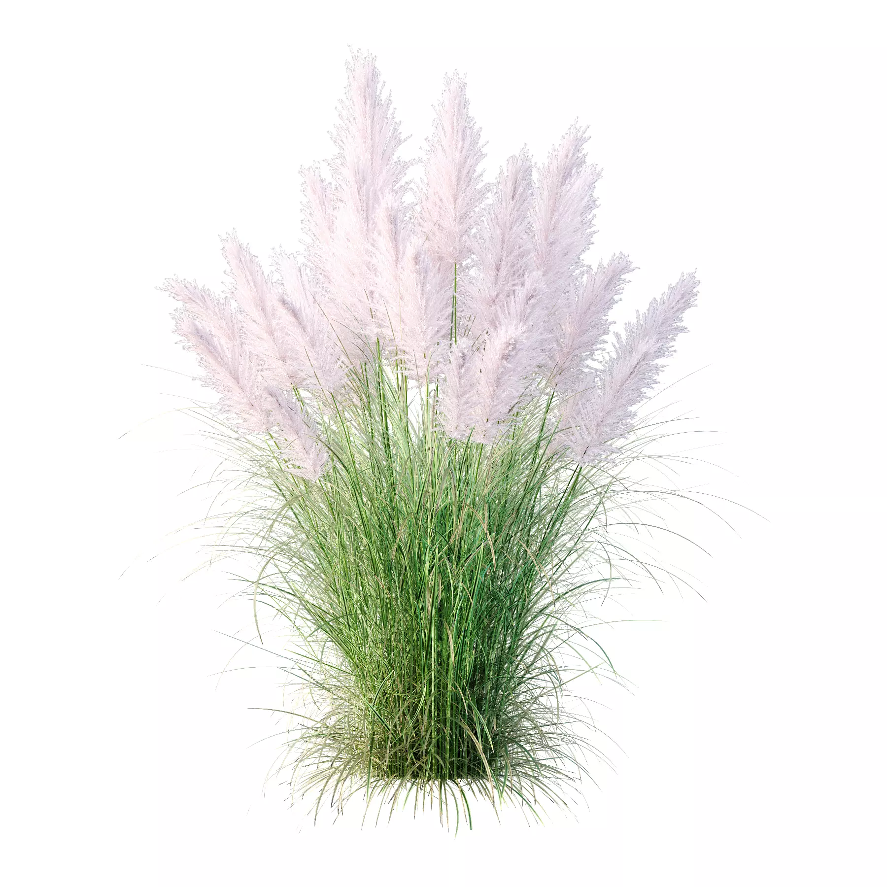 Cortaderia dioica Rosea Grass 02 3D model