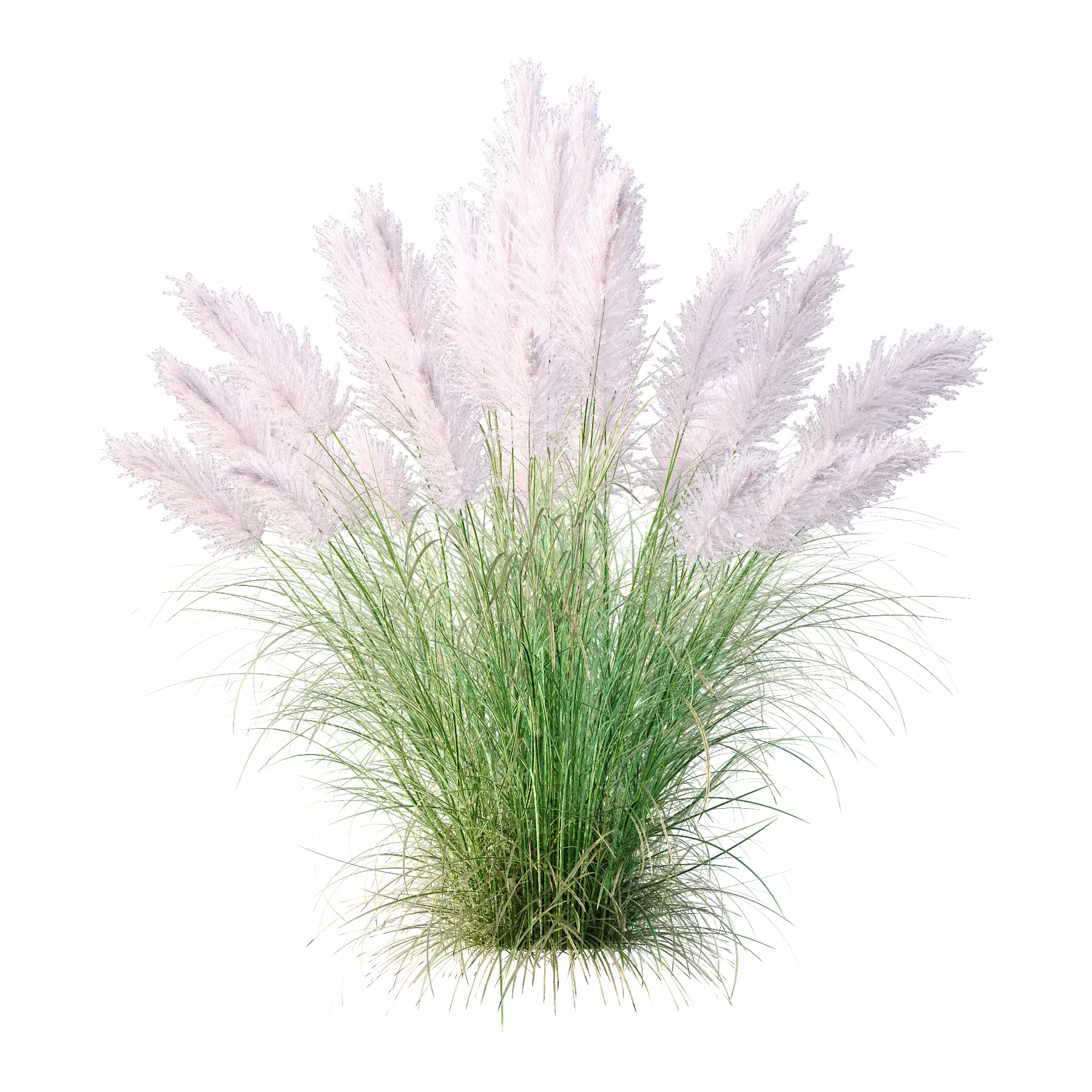 Cortaderia dioica Rosea Grass 03 3D model
