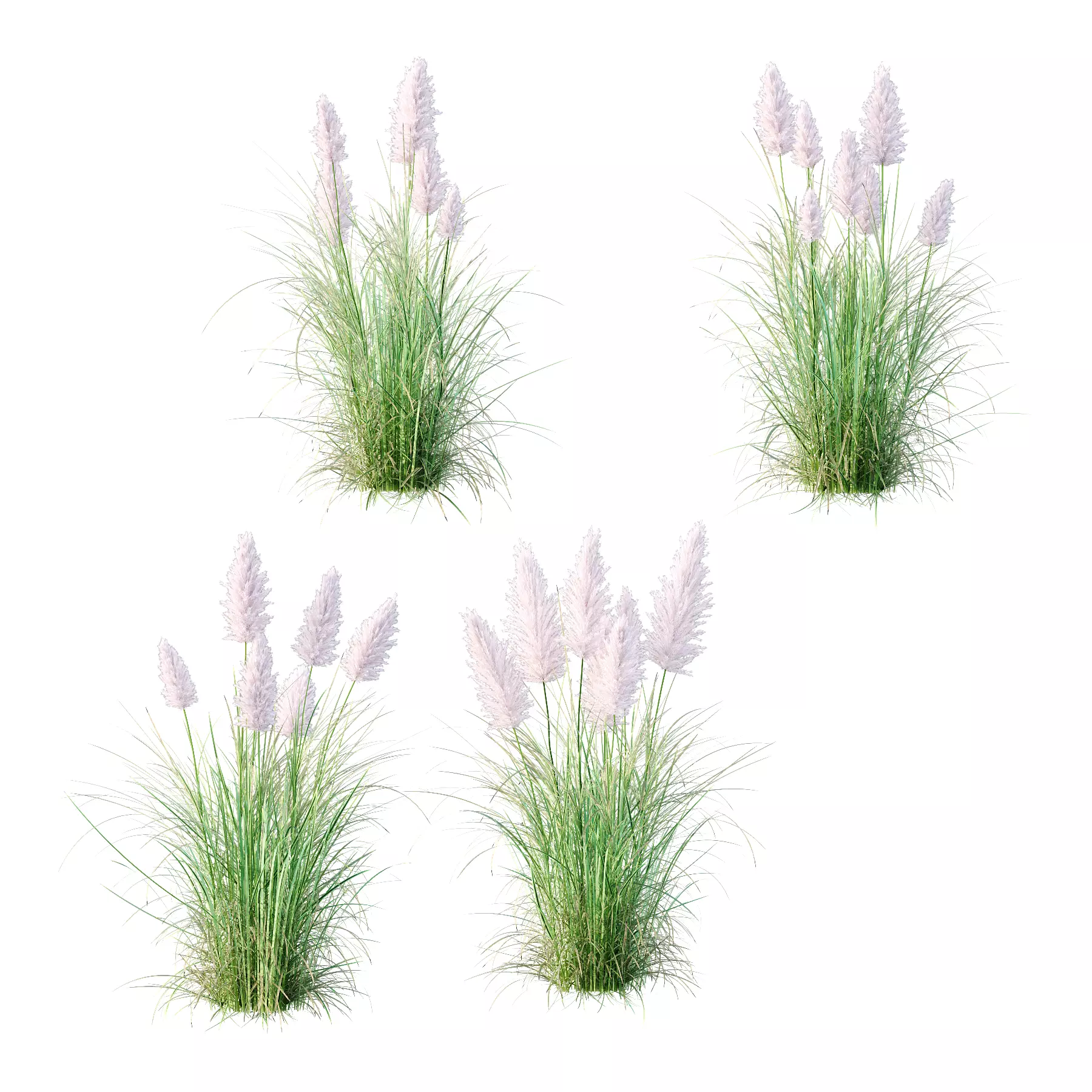 Cortaderia dioica Rosea Grass 04 3D model
