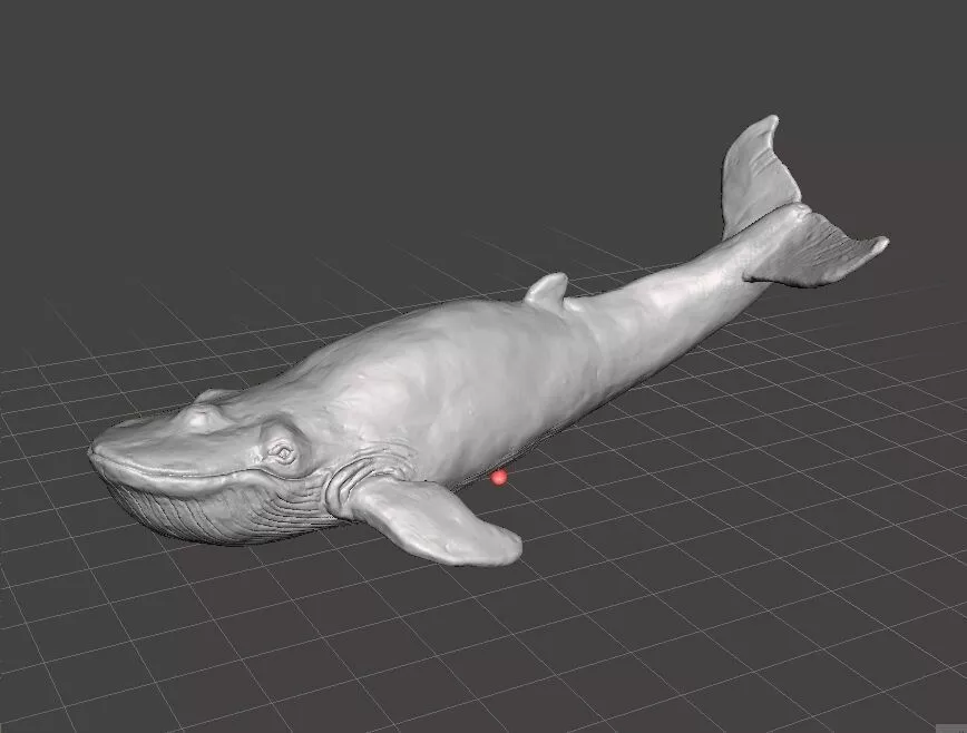 BLUE WHALE REALISTIC FIGURE MODEL ANIMAL CREATURE WILDLIFE 3D print model