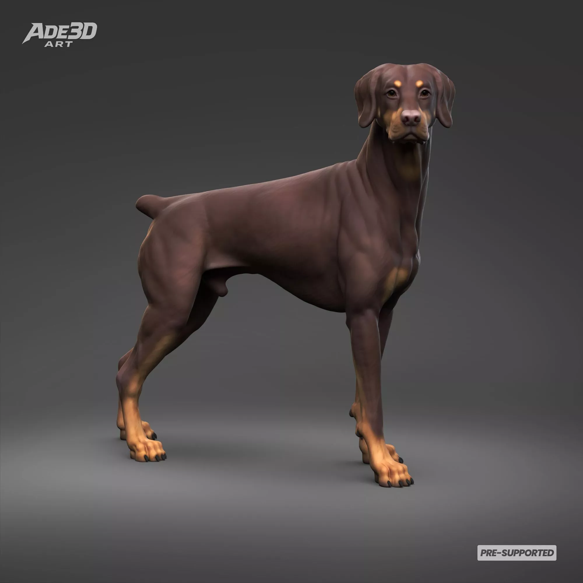 Doberman Pinscher Natural Ears Docked Tail 3D Print Pose 05 3D print model