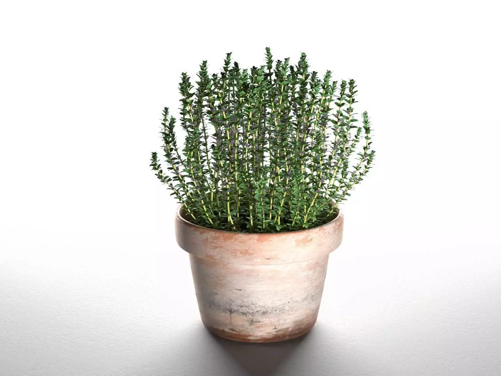 Thyme in Pot 3D model