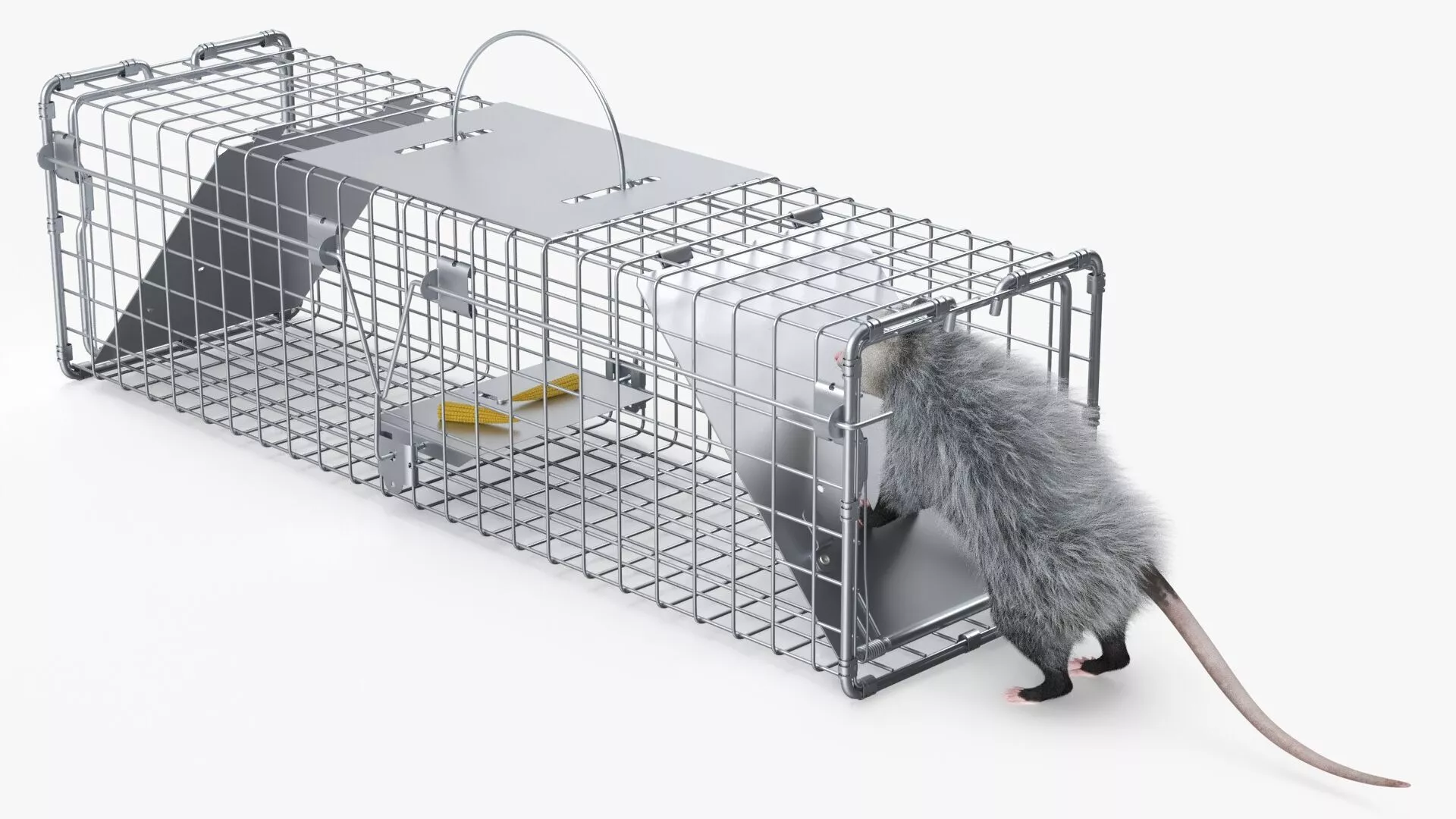 Opossum Trapped with Bait Inside Fur 3D model