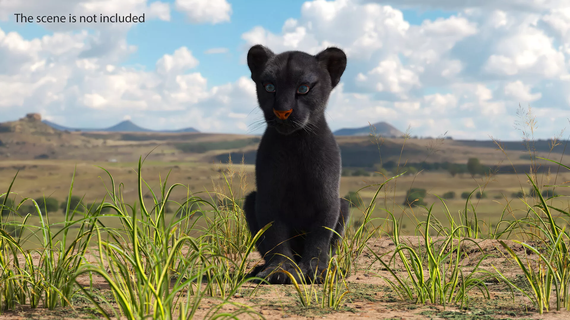 Black Panther Cub Sitting Pose with Fur for Maya 3D model