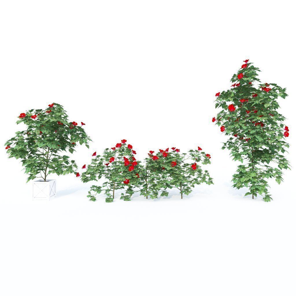 Hibiscus Plants - 3 Variations 3D model_1