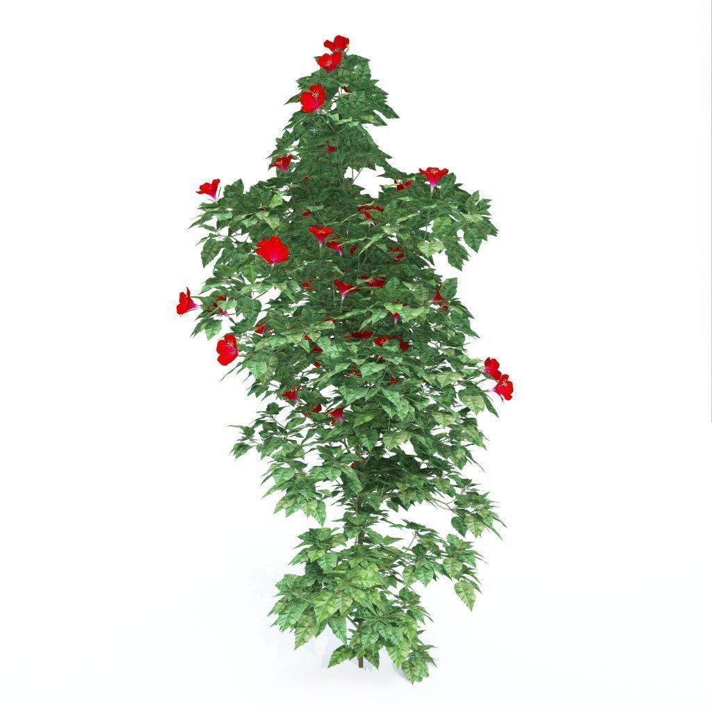 Hibiscus Plants - 3 Variations 3D model_5