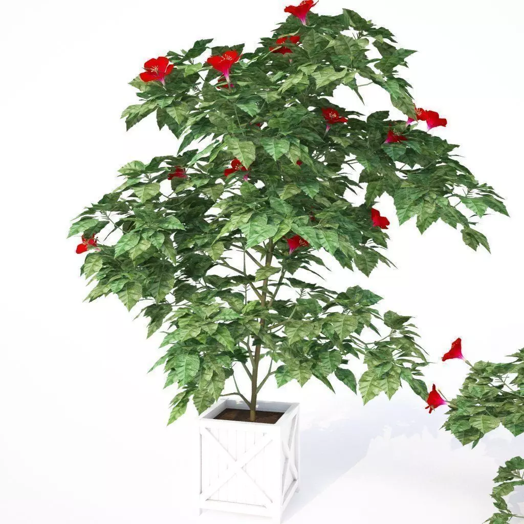 Hibiscus Plants - 3 Variations 3D model_0