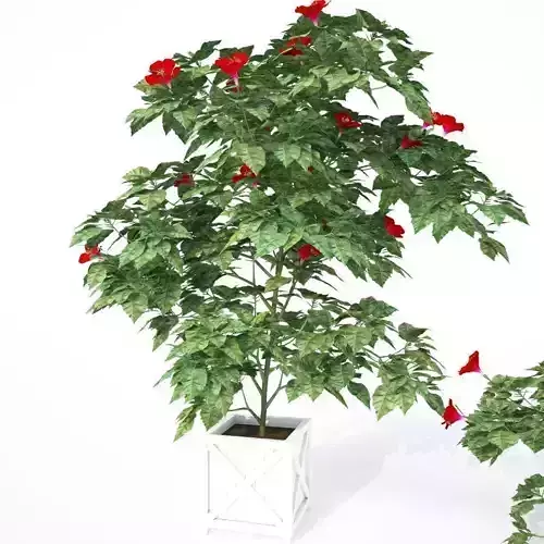 Hibiscus Plants - 3 Variations 3D model