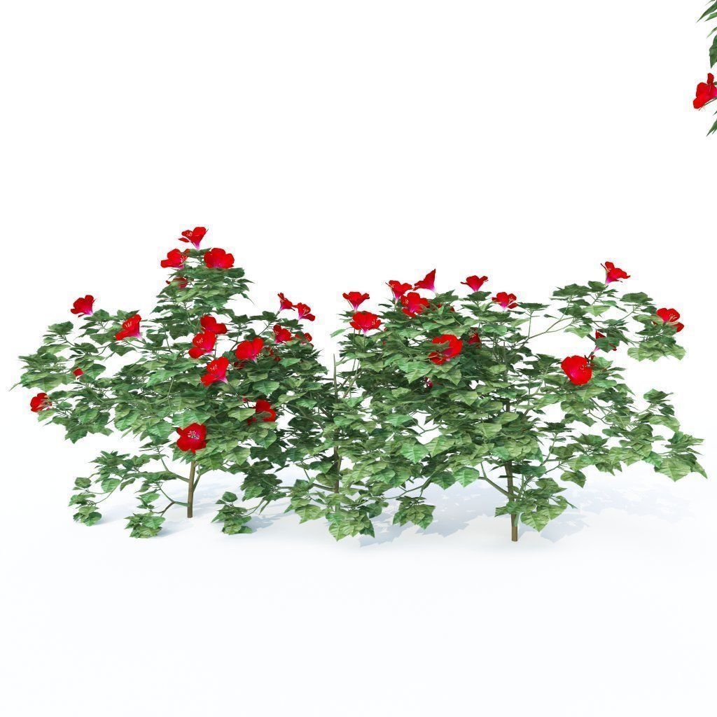 Hibiscus Plants - 3 Variations 3D model_4
