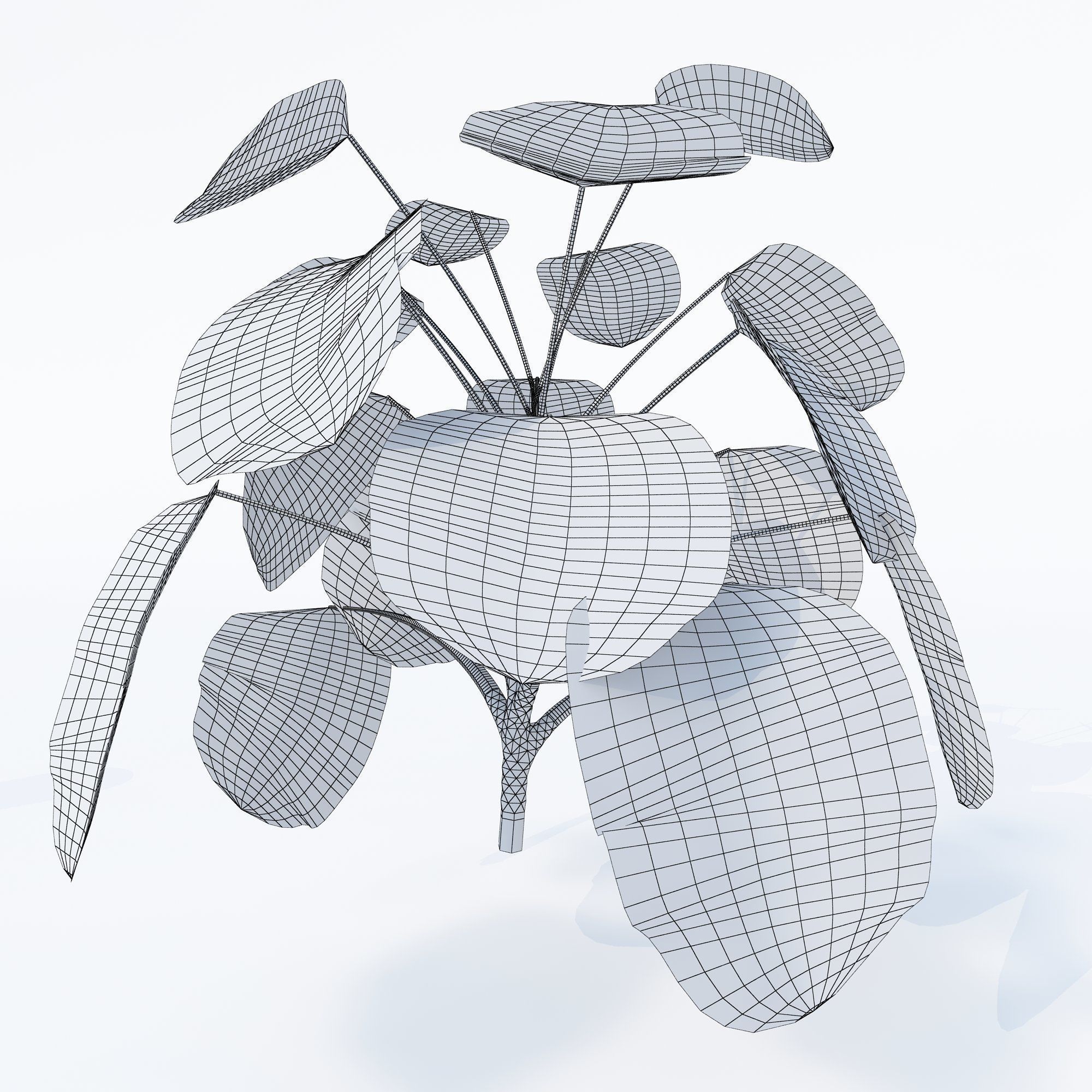 Monstera deliciosa- 4 variations 3D model_5
