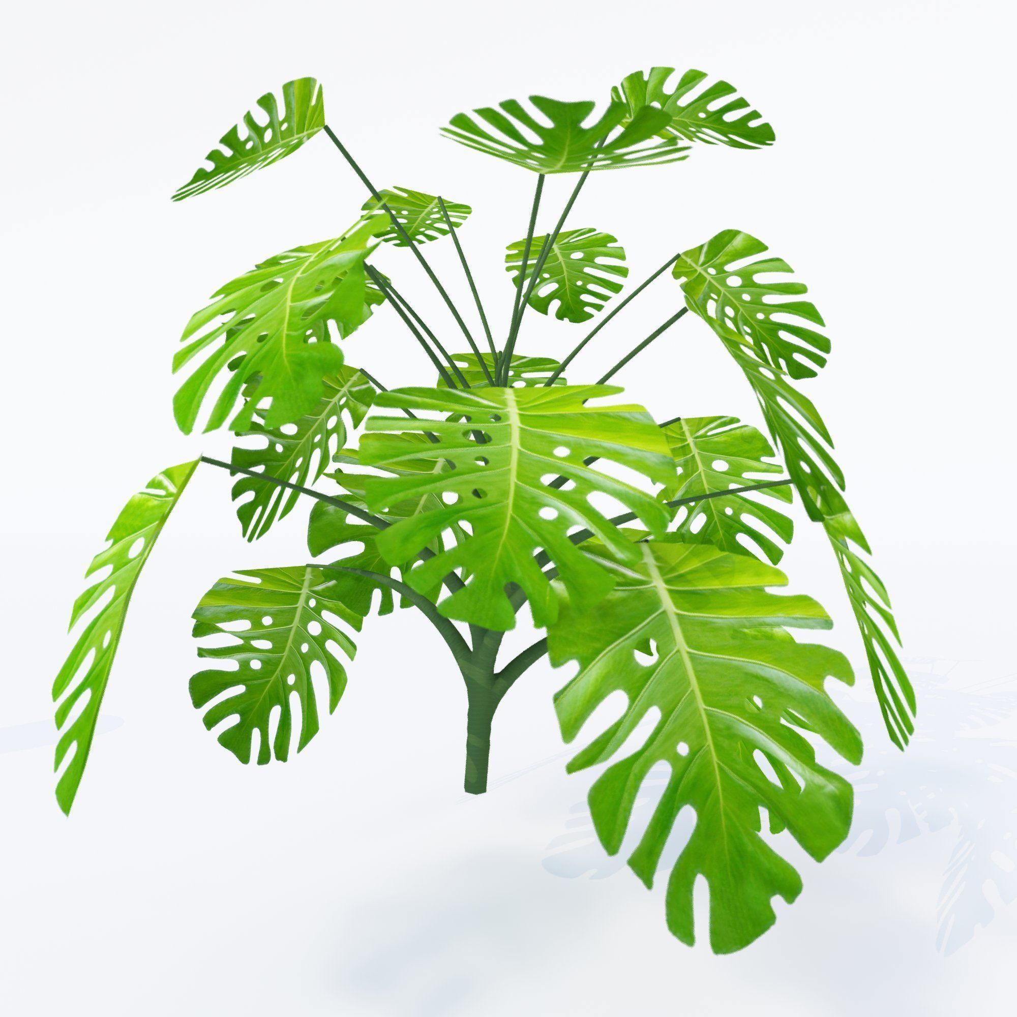 Monstera deliciosa- 4 variations 3D model_3