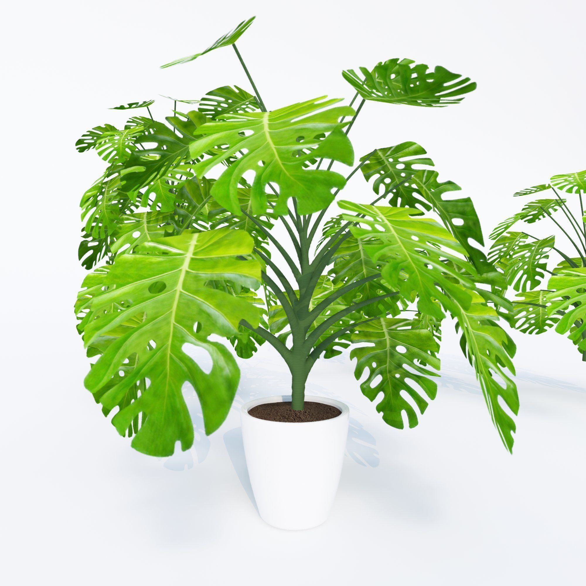 Monstera deliciosa- 4 variations 3D model_1