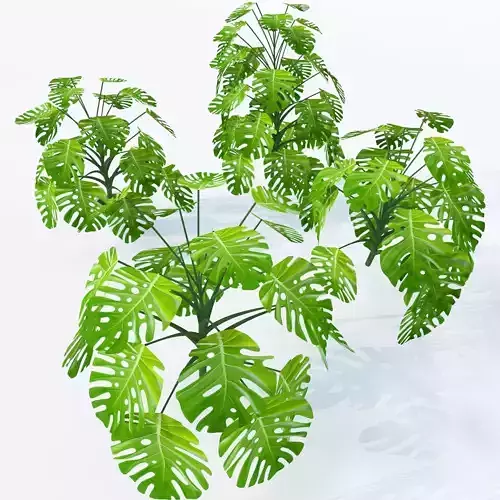 Monstera deliciosa- 4 variations 3D model