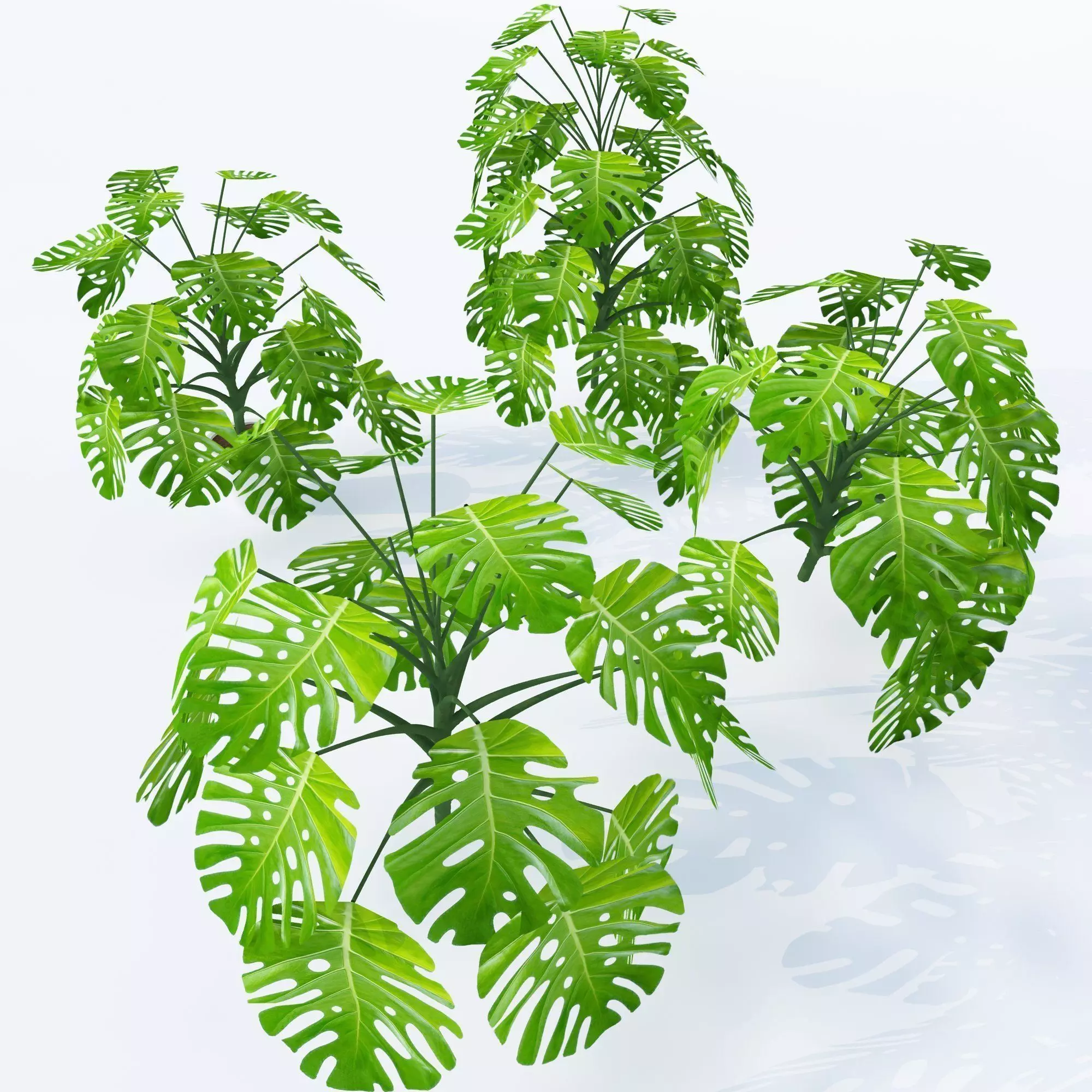 Monstera deliciosa- 4 variations 3D model_0