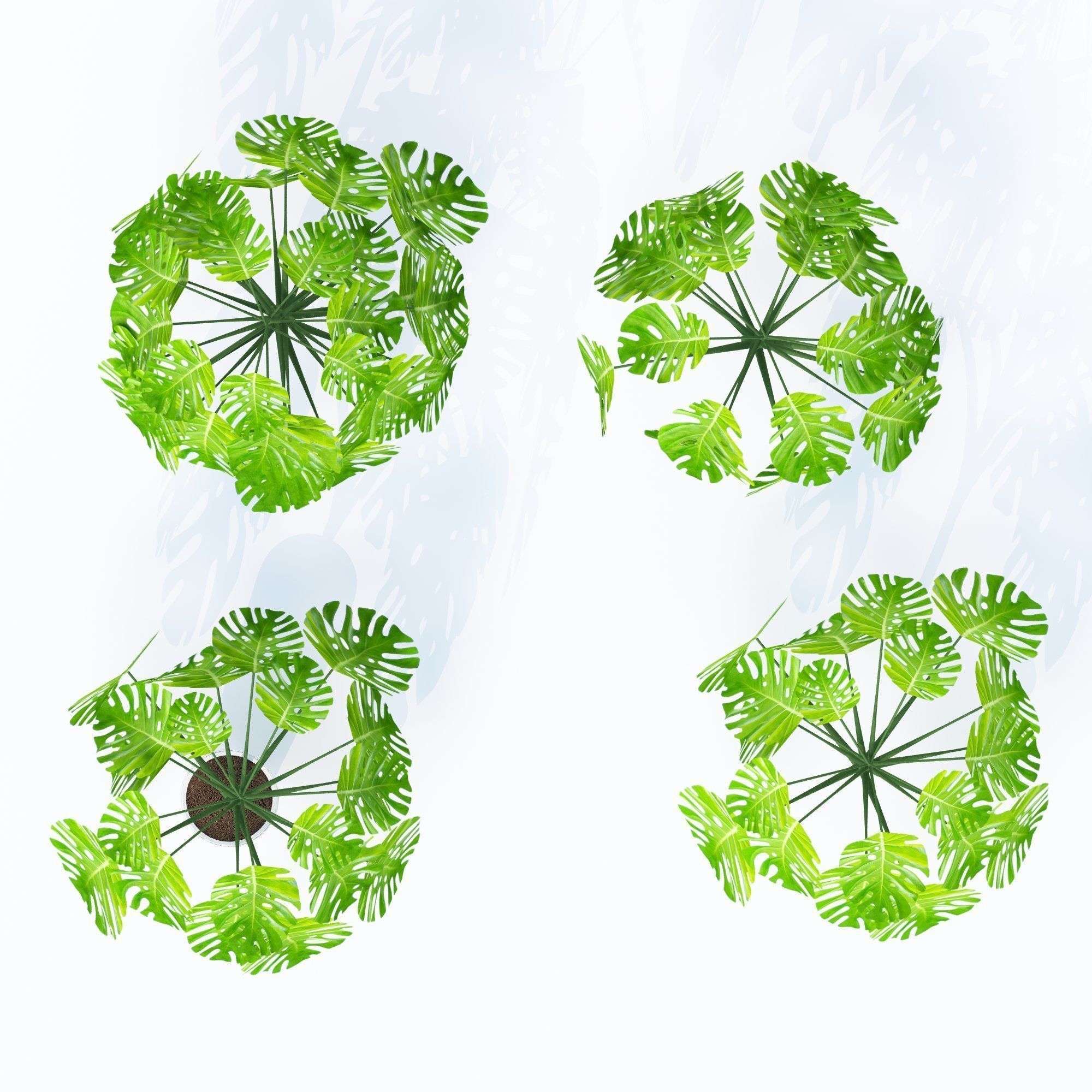 Monstera deliciosa- 4 variations 3D model_2