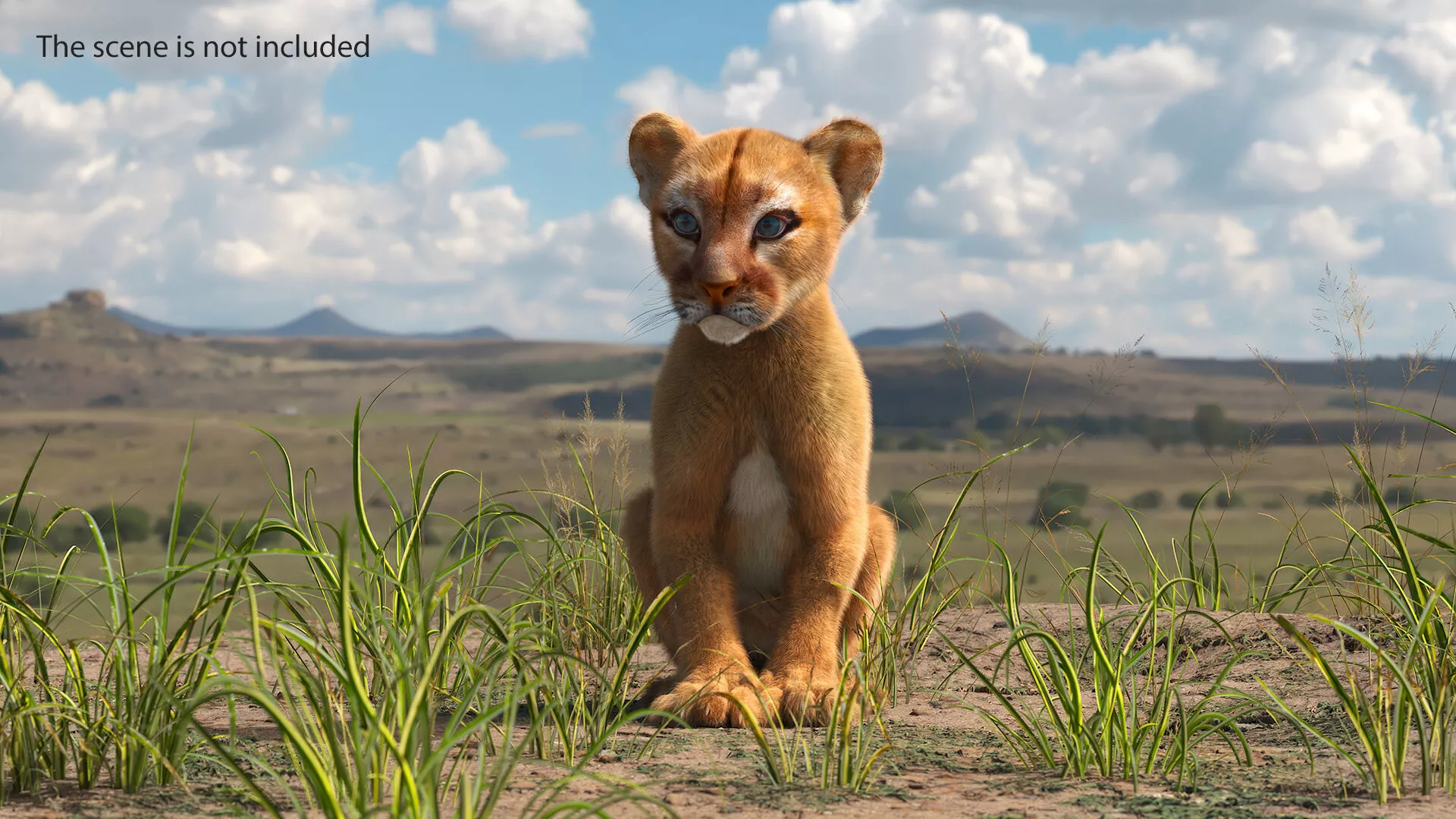 Puma Cub Sitting Pose with Fur for Cinema 4D 3D model
