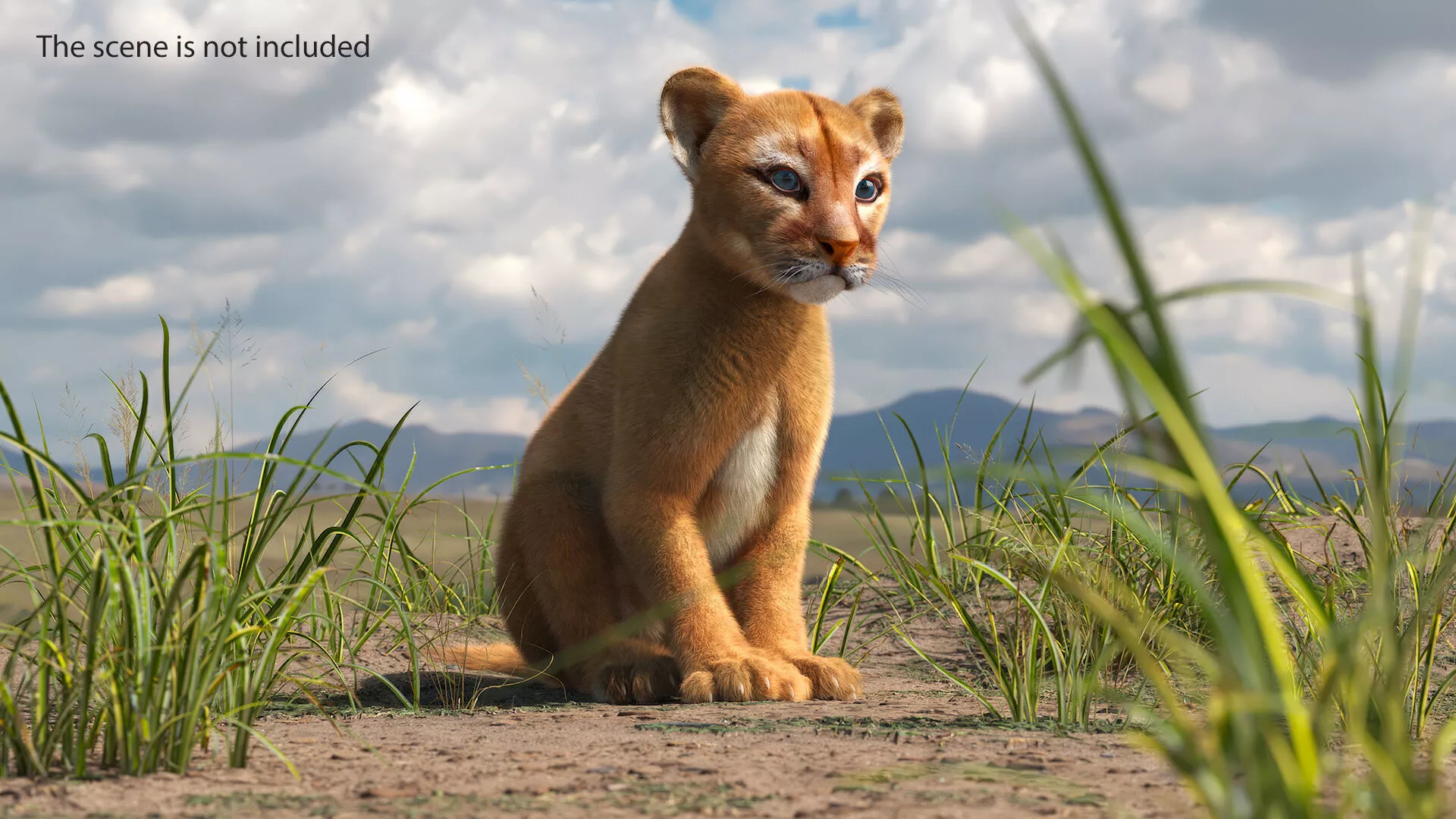 Puma Cub Sitting Pose with Fur for Maya 3D model