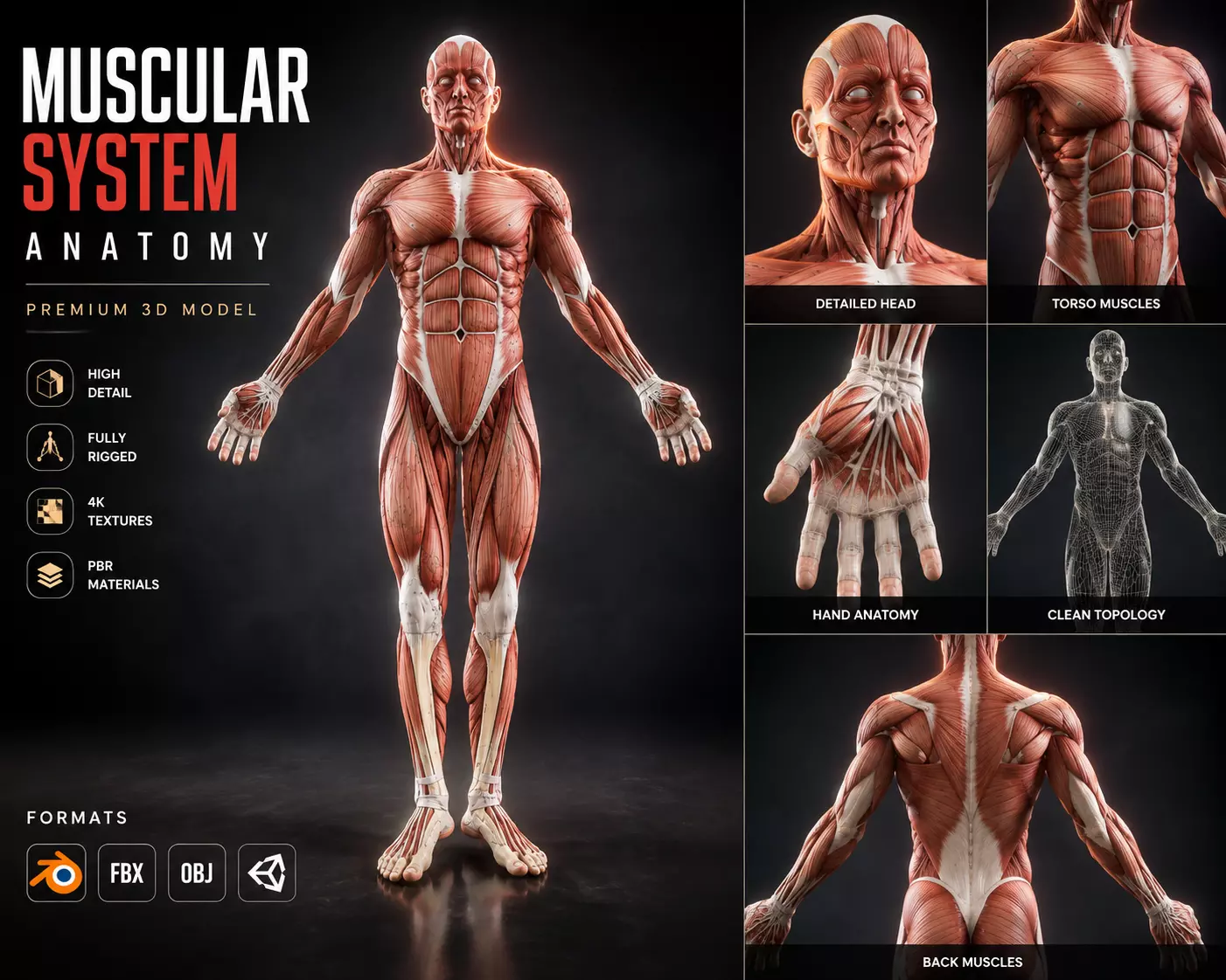 Human body Muscular System Anatomy Rigged 3D model