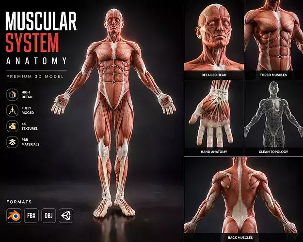 Human body Muscular System Anatomy Rigged