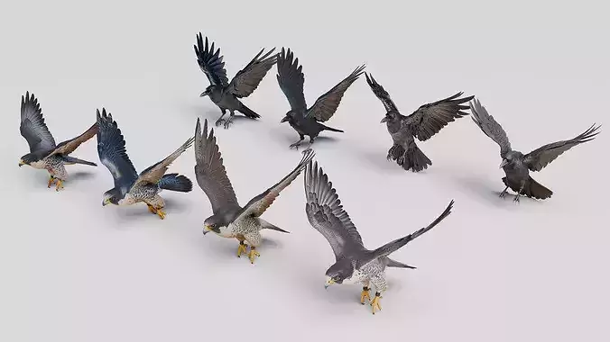 Falcons and Crows Pack - Flying Birds Collection