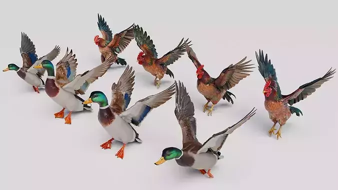 Mallard Ducks and Roosters - Flying Birds Collection