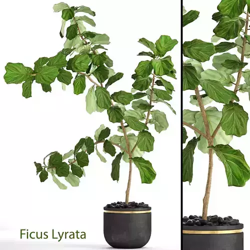 Ficus Lyrata Trees 3D model