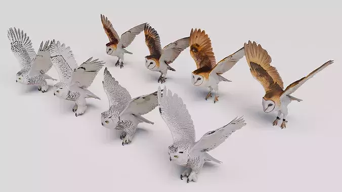 Barn Owl and Snowy Owl Bundle