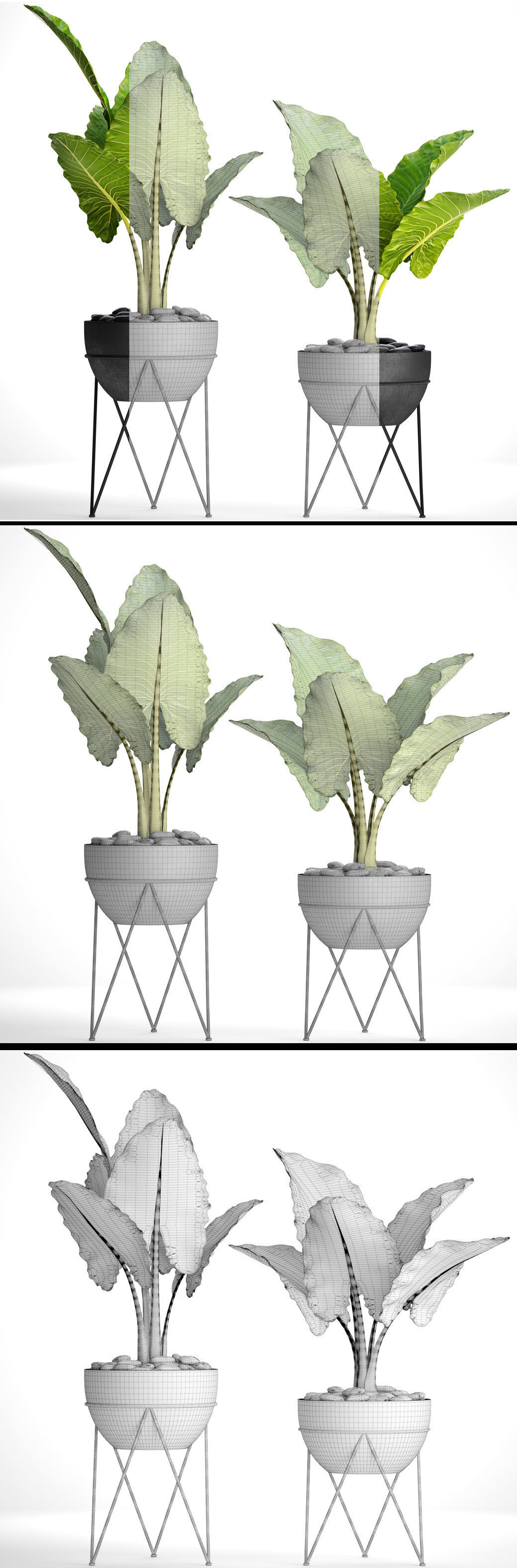 Alocasia macrorrhiza 3D model_8