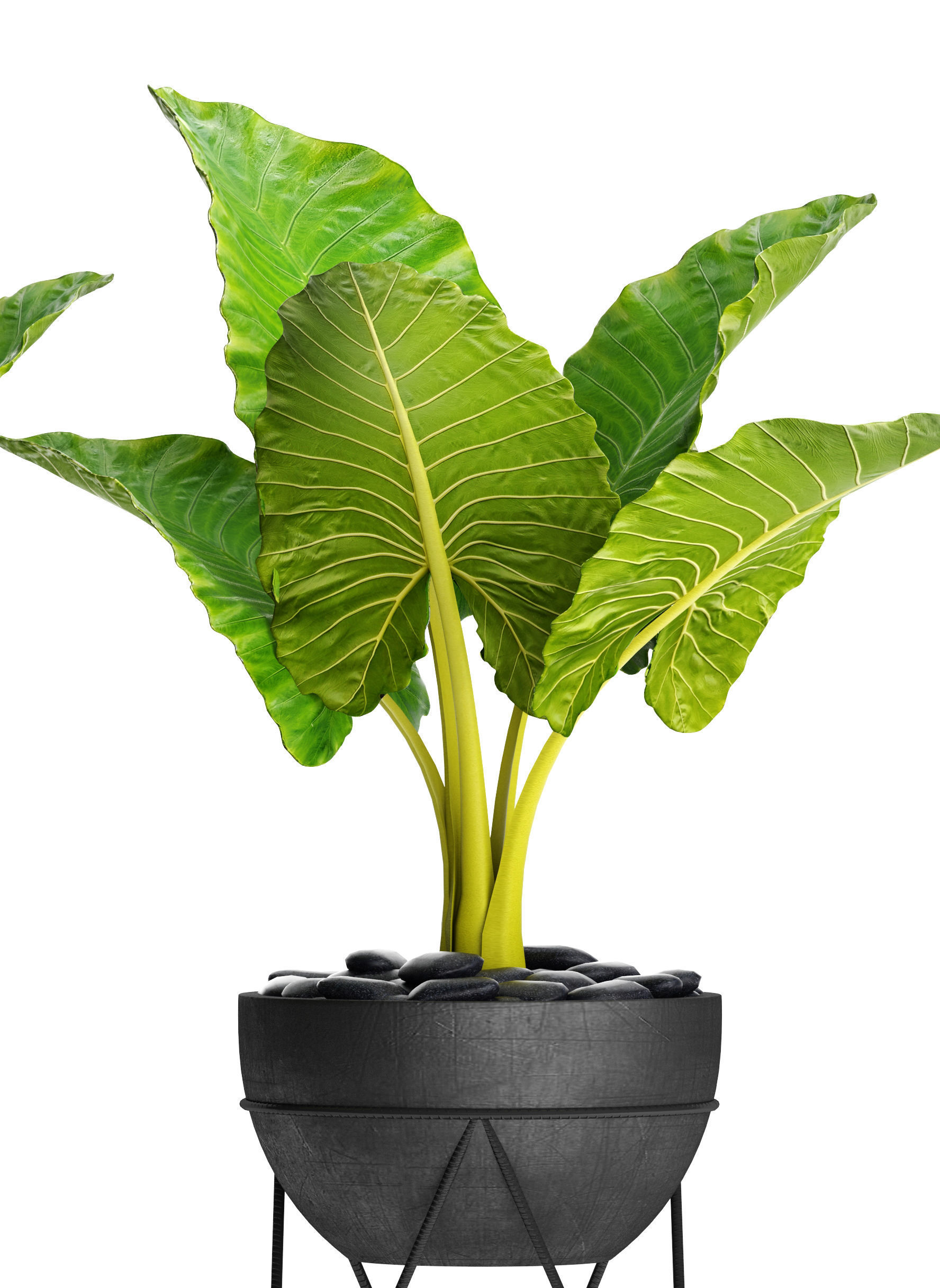 Alocasia macrorrhiza 3D model_7