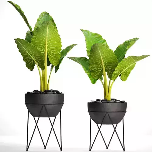Alocasia macrorrhiza 3D model
