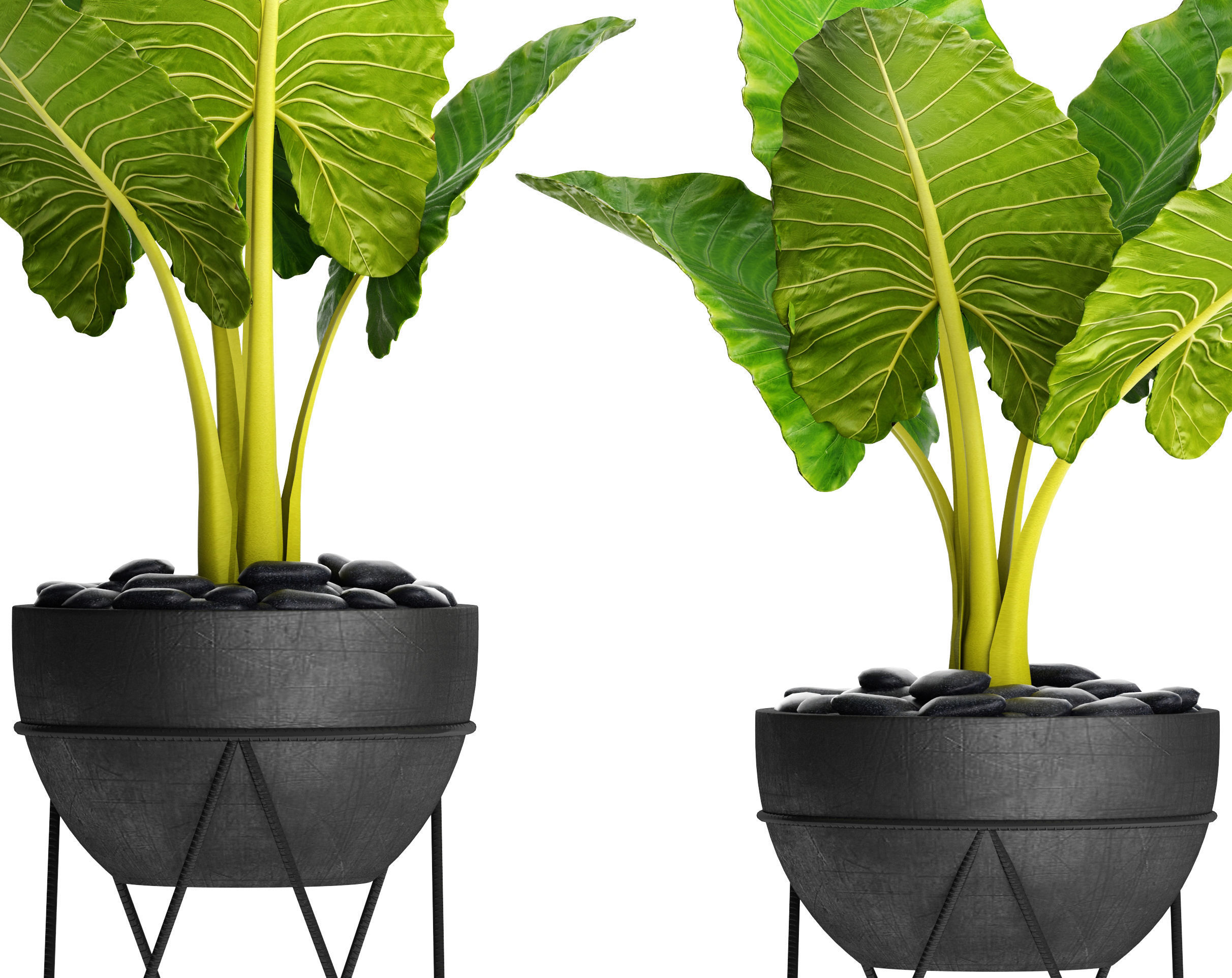 Alocasia macrorrhiza 3D model_1