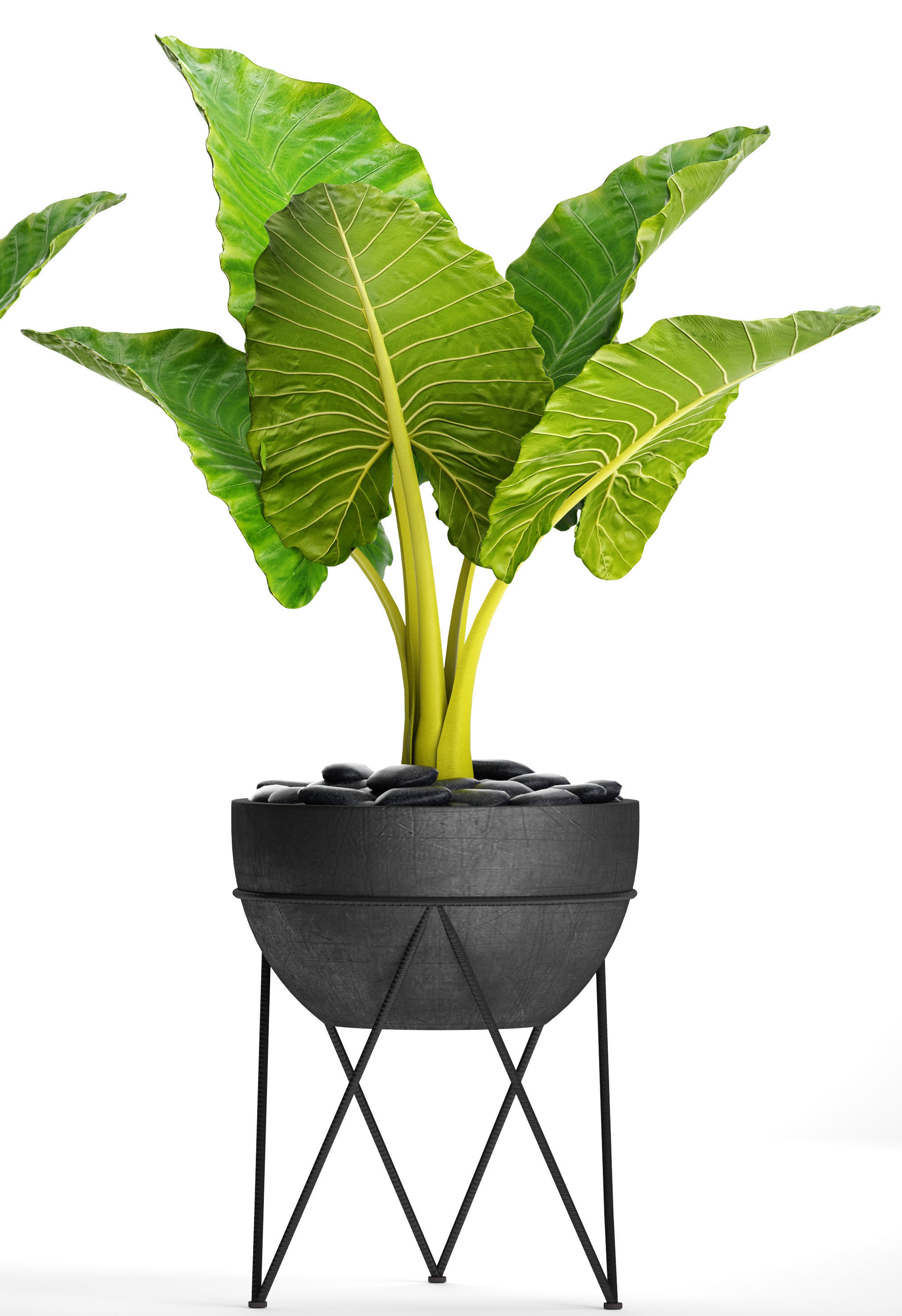 Alocasia macrorrhiza 3D model_3