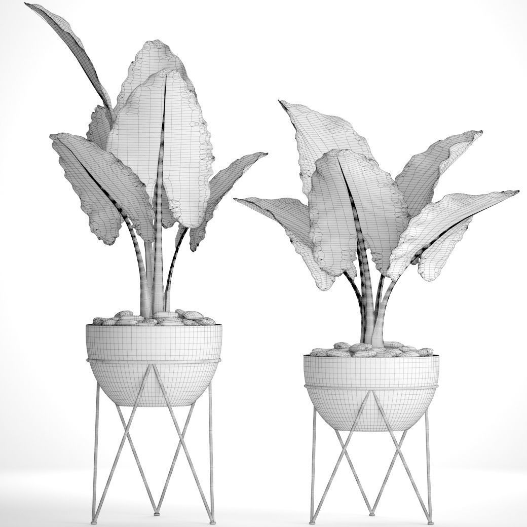 Alocasia macrorrhiza 3D model_6